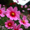 花フェスタ記念公園 ７