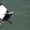 ハクセキレイのホバ ４