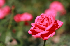 花フェスタ記念公園 １