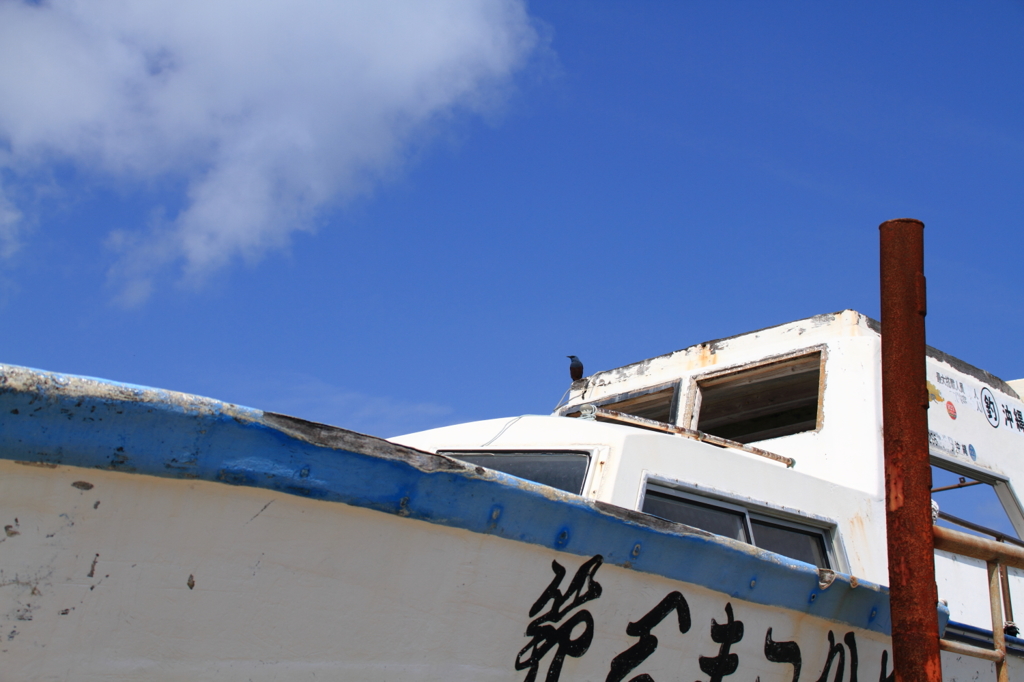 沖縄の鳥－イソヒヨドリ４