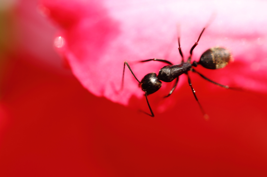 小さな生き物シリーズ－蟻 ３