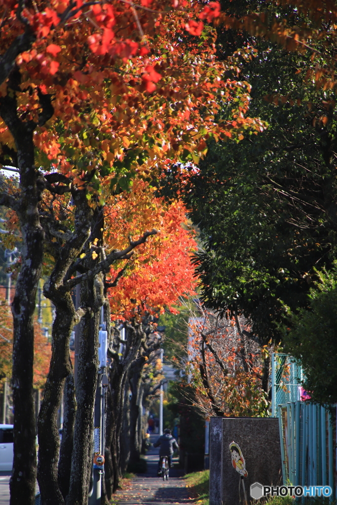 近所の紅葉2