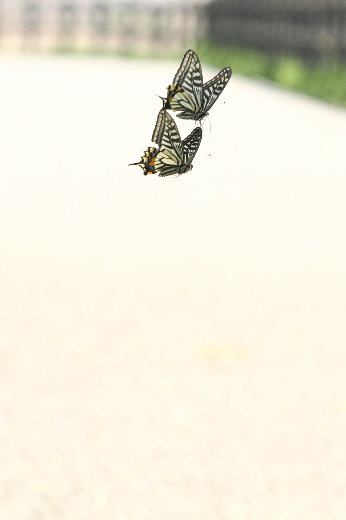 戯れて ４