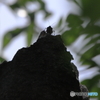 てっぺんの虫 2
