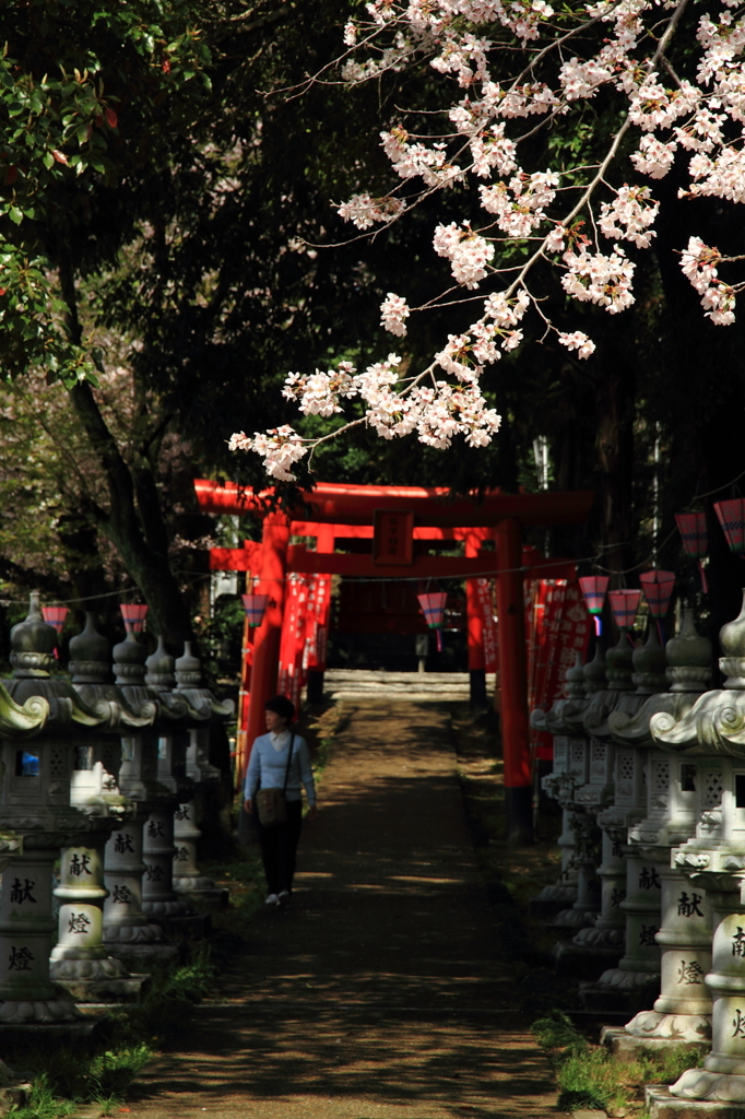 桜・神社 2