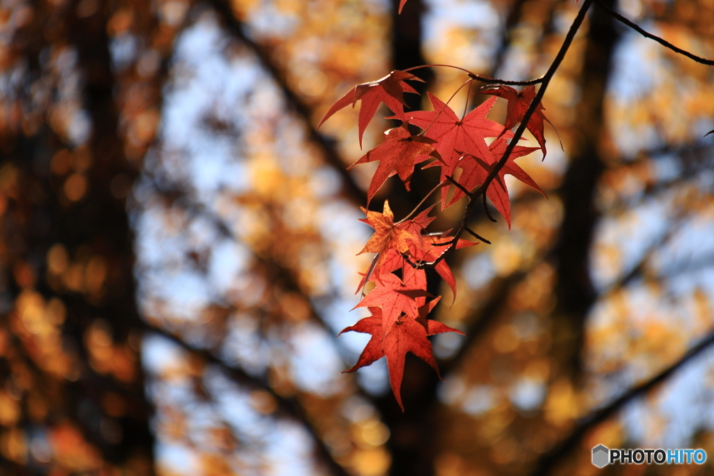 公園の紅葉 2