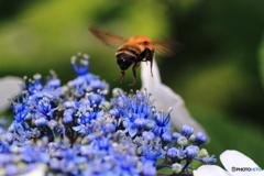 紫陽花とミツバチ