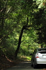 夏の山道