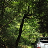 夏の山道