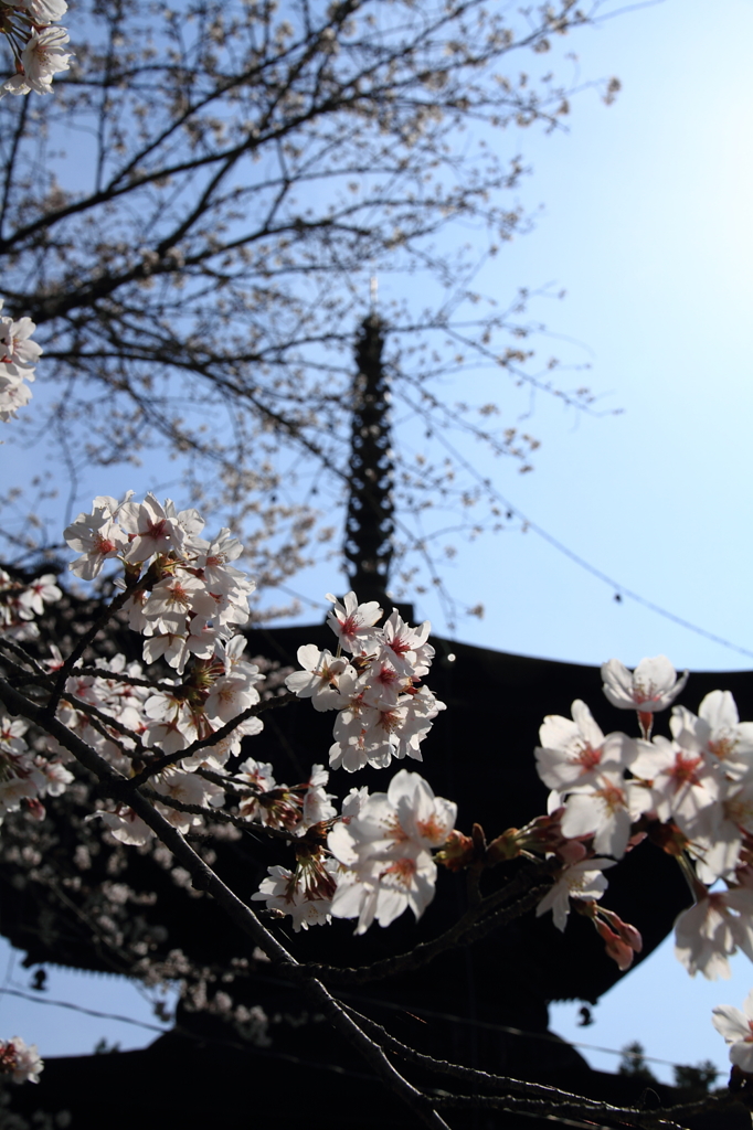 多宝塔と桜 ２
