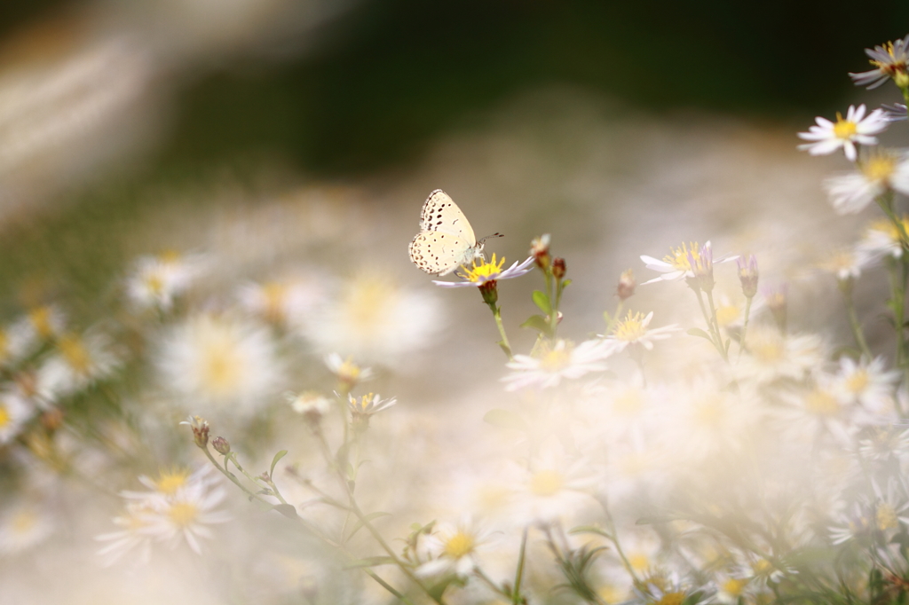 Fragile