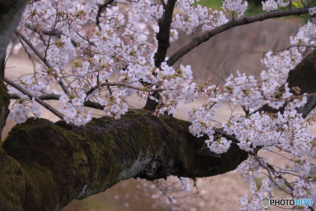 五条川の桜4