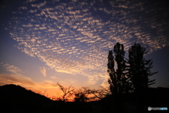 夕焼けと羊雲