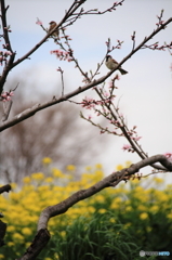 スズメのお花見 1