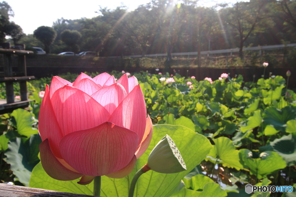広角で蓮の花