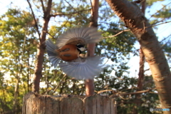 広角レンズで野鳥を撮ってみた 6