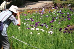 花菖蒲園と写真を撮る人