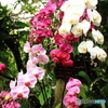 沖縄の花 １