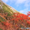 山の紅葉