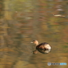 カイツブリと紅葉の水面