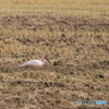 佐渡の鳥と言えば・・・5