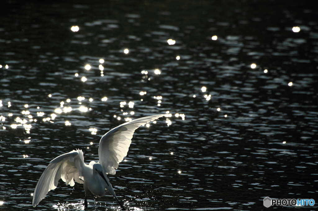 White Wing ‐踏ん張る