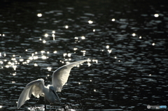 White Wing ‐踏ん張る