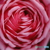 薔薇