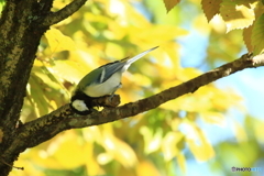 餌探しのシジュウカラ