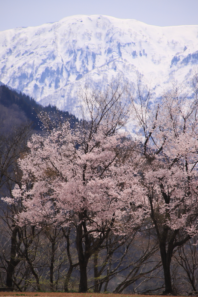 桜と雪山 2