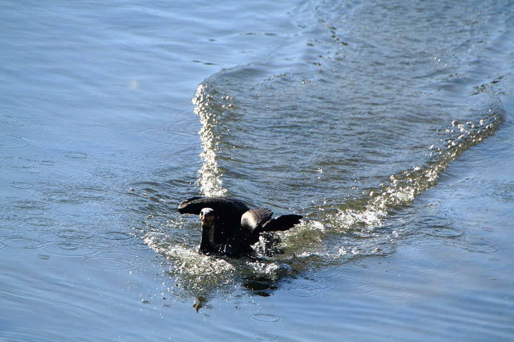 着水シーン　カワウ