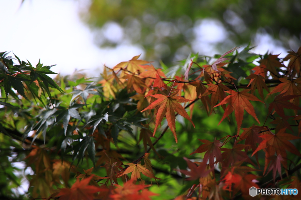 紅葉始まる？