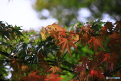 紅葉始まる？