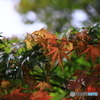 紅葉始まる？