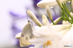 白いアガパンサスと白い蝶 １