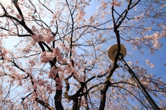 青空と桜