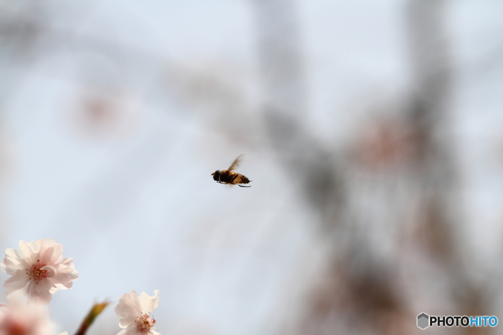 八重桜とハナアブ