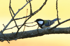 シジュウカラ