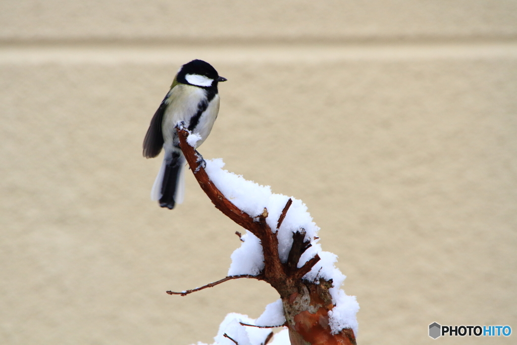 雪シジュウカラ