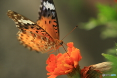 オレンジの花にオレンジの蝶