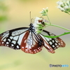 群馬県からやって来た奇跡の蝶