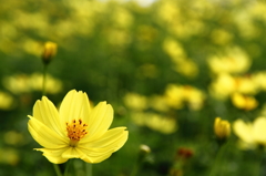 花フェスタ記念公園 ８