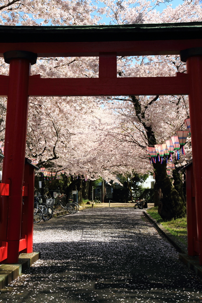 桜・神社 1