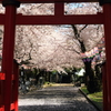 桜・神社 1
