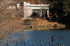 水辺にて　カワウとともに
