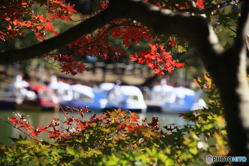 池のボートと紅葉
