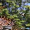 空中浮揚のシジュウカラ