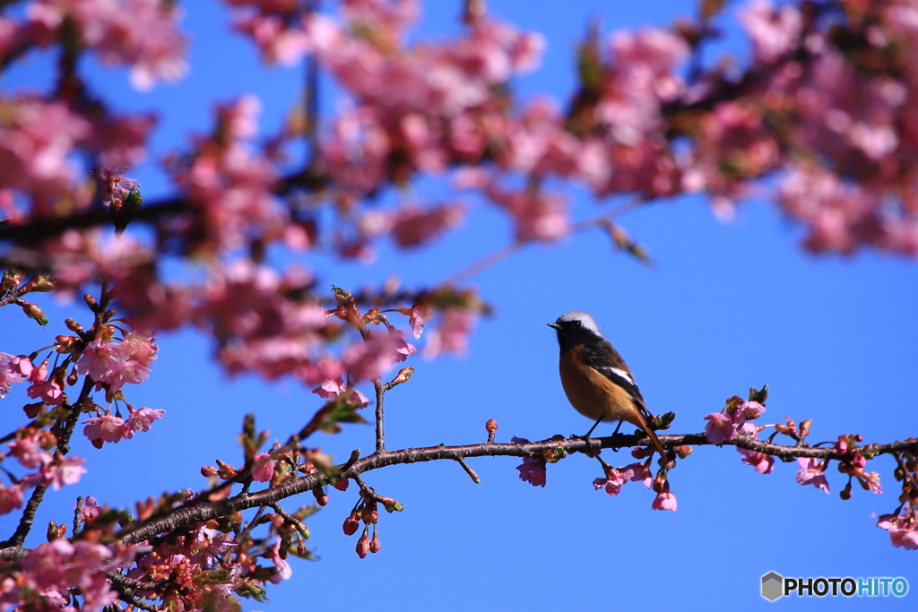 ジョウビタキと河津桜・・・