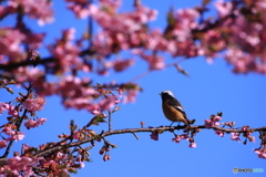 ジョウビタキと河津桜・・・