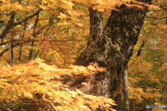 ブナ原生林の紅葉